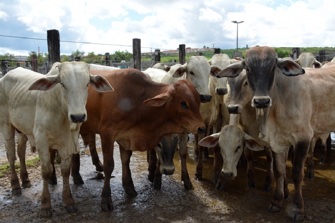 Cattle in Brazil.
