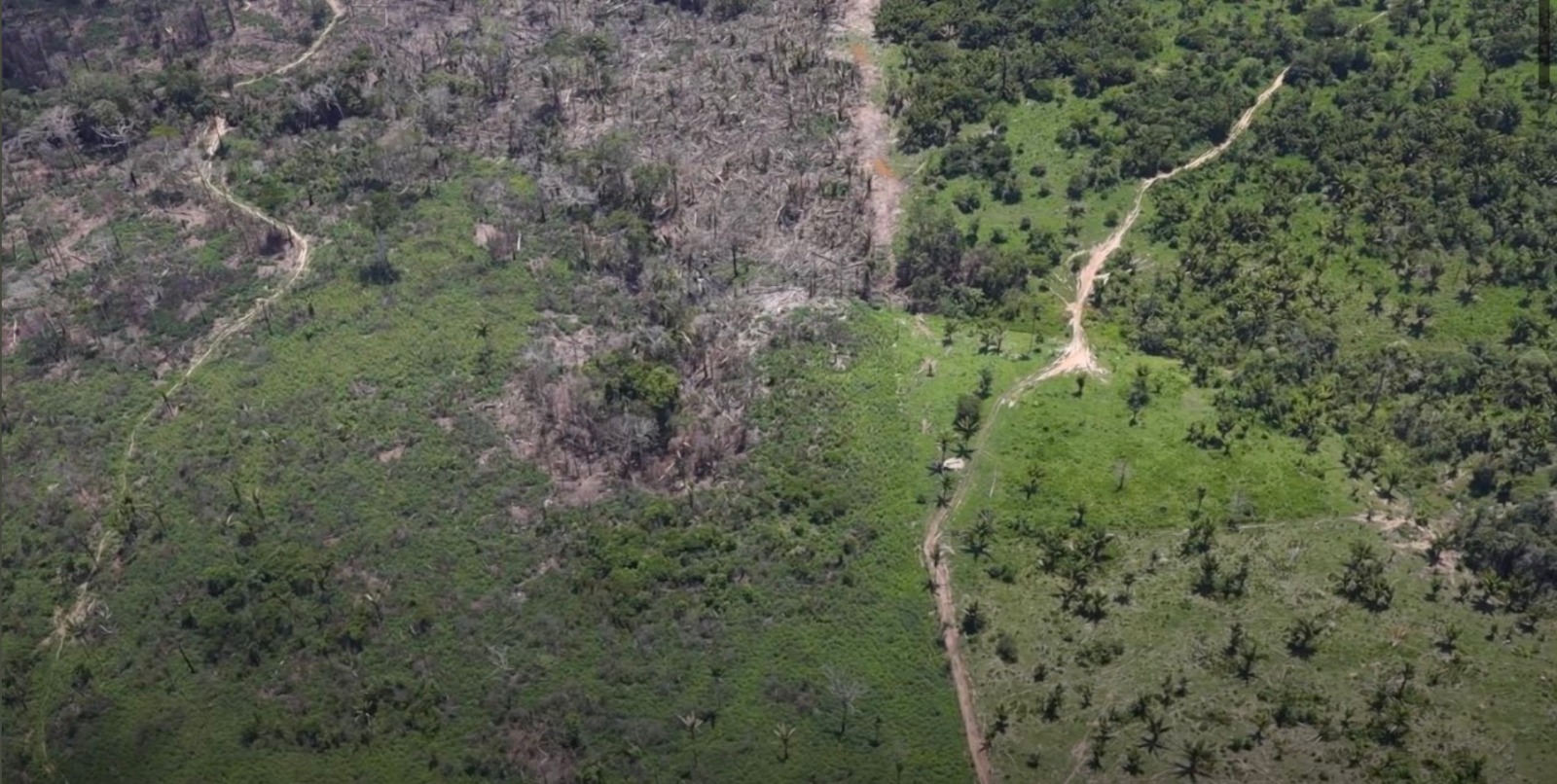 A land ilegally used by a land grabber in the Amazon